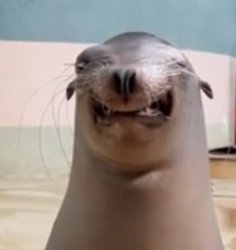 smiling sea lion Meme Template