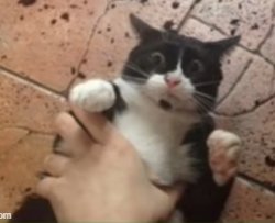 Cat getting grabbed Meme Template