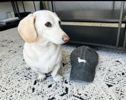 homophobic dog with a cap Meme Template