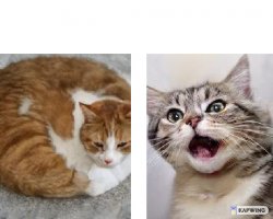 Bored Cat and Amused Cat Meme Template