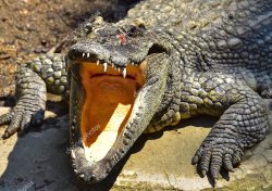 Crocodile Meme Template
