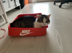 Cat in a shoe box Meme Template