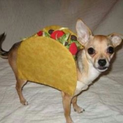 Taco bell dog 2 Meme Template