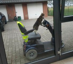 Cart cat Meme Template