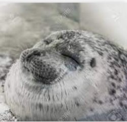 Happy seal Meme Template