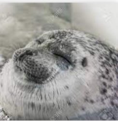 Happy seal Meme Template