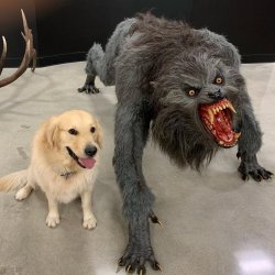 Werewolf vs golden retriever Meme Template
