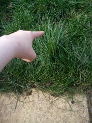 AFM tells you to touch grass Meme Template