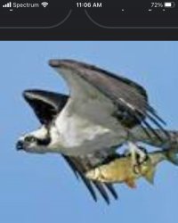 Osprey with fish Meme Template