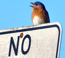"no" bird Meme Template
