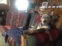Most Interesting Dog in the World Meme Template