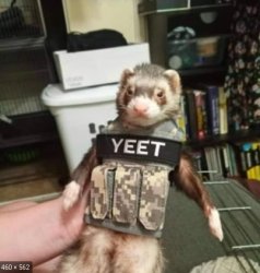 Tactical ferret Meme Template