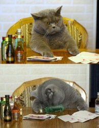 Poker cat Meme Template