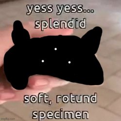 Soft rotund specimen Meme Template