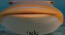 Helo Fish Meme Template