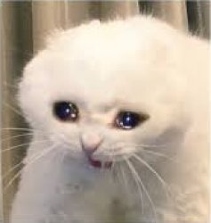 Crying Cat Meme Template