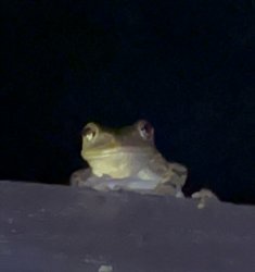 Froggie Meme Template