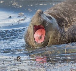 Elephant Seal Meme Template