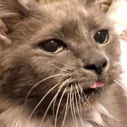 Blep Cat Meme Template
