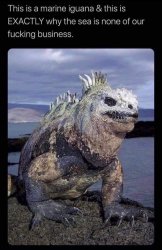 Marine Iguana Meme Template