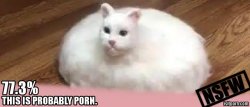 ong cat porn Meme Template