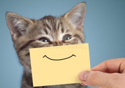 Happy cat smile made from paper Meme Template