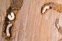 How to get rid of woodworms Meme Template