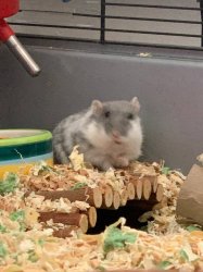 Disturbed hamster Meme Template
