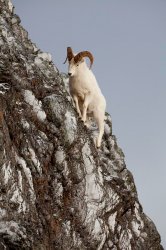 Cliffside mountain goat Meme Template