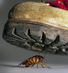 Cockroach under boot crush bug Meme Template