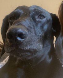 Pancho Meme Template