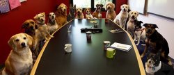 Dogs around conference table Meme Template