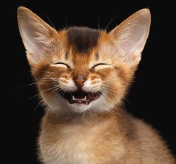 laughing kitty Meme Template