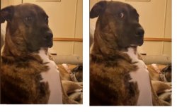 Suspicious Doggie Meme Template