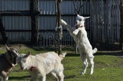 CAUTION: GOATS at play! Meme Template