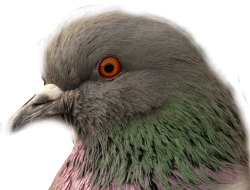 pigeon head Meme Template