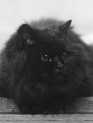 big fluffy black cat Meme Template