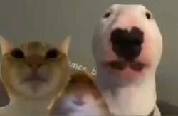 What the dog doing Meme Template
