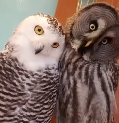 Curious Owls Meme Template