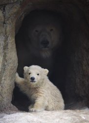 Bear Meme Template