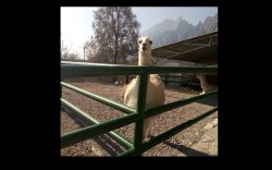 Llama staring Meme Template