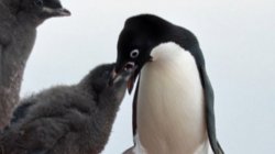 screaming penguin Meme Template