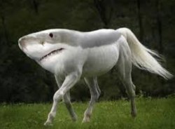 shark horse Meme Template