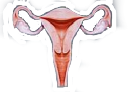 happy uterus Meme Template