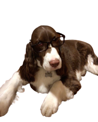Glasses on a dog Meme Template