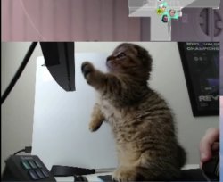 Cat Buff Meme Template