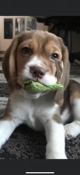 Beagle puppy Meme Template