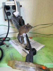 mouse on a wire Meme Template