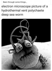 Deep sea vent worm Meme Template