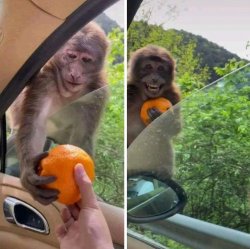 monkey with tangerine Meme Template